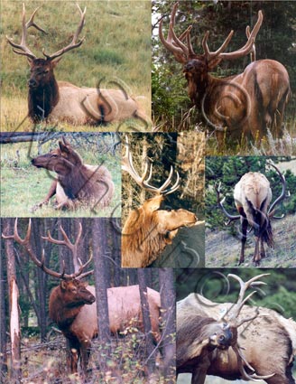 Gallery of Elk