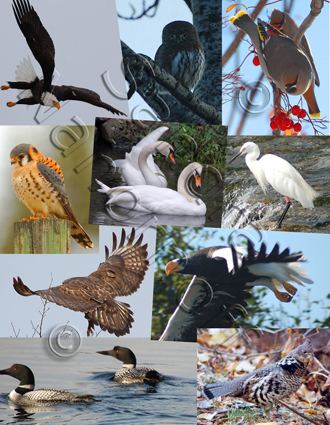 Gallery of Birds