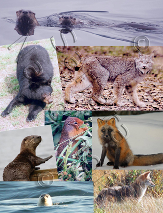 Gallery of Critters