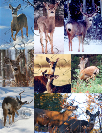 Gallery of Deer
