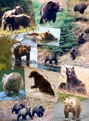 Gallery of Grizzlies