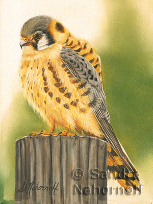 American Kestrel by Sandra Nahornoff