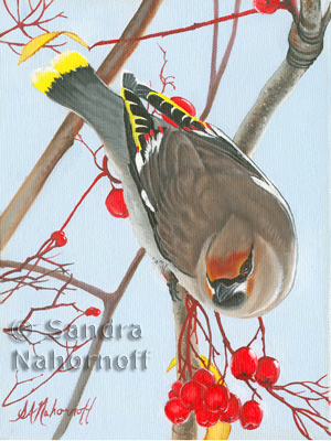 Bohemian Waxwing by Sandra Nahornoff