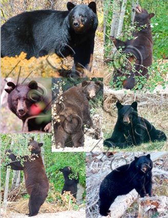 Gallery of Bears