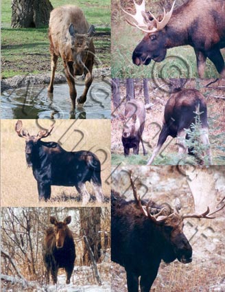 Gallery of Moose