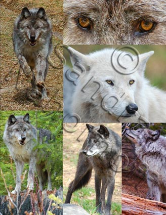 Gallery of Wolves